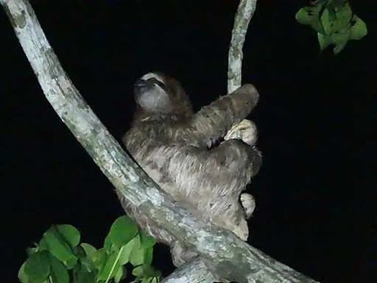 Sloths