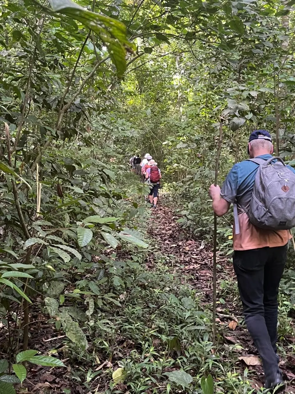 Rainforest Hiking Experience