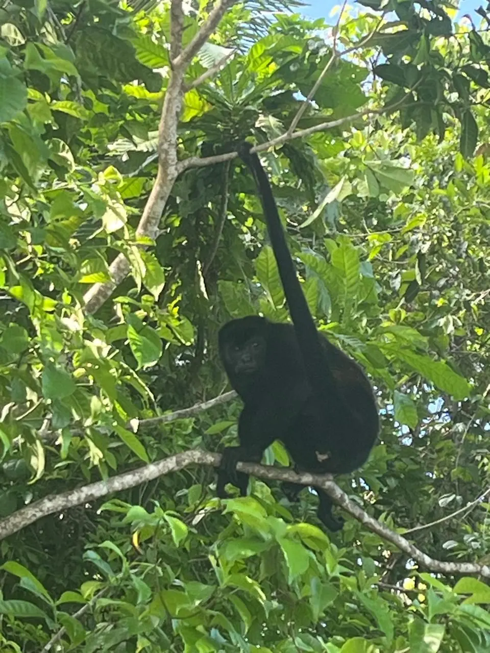 Howler monkey hanging by its tail in the canopy