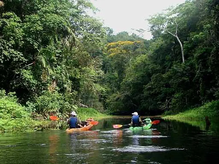 Kayaks in an arm of the lake surrounded by rainforest