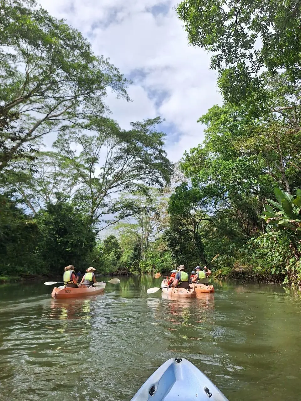Kayaks paddling a jungle channel under giant trees