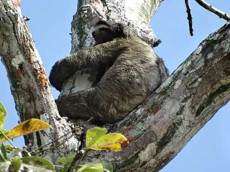 Sloth resting in the fork of a tree