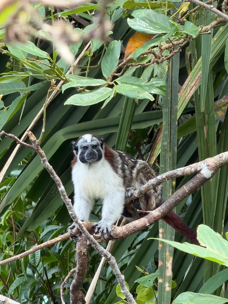 Geoffroy’s tamarin on a branch