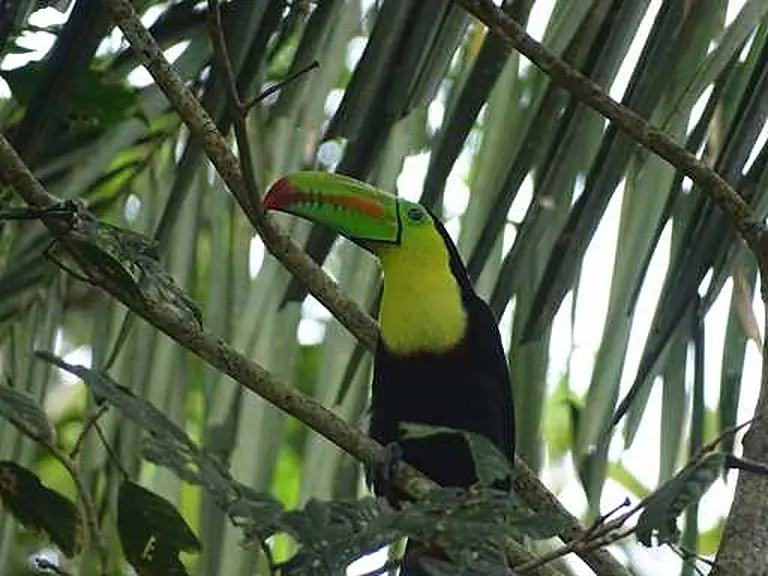 Keel-billed toucan among palm leaves